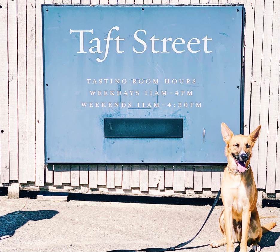 Dobby at taft street winery